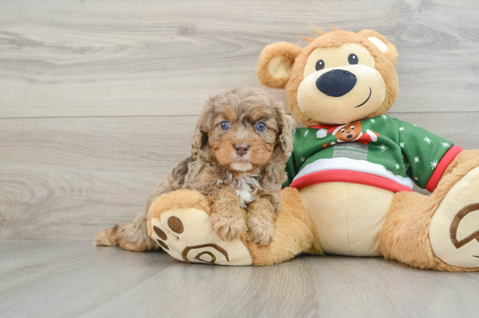 5 week old Cavapoo Puppy For Sale - Premier Pups