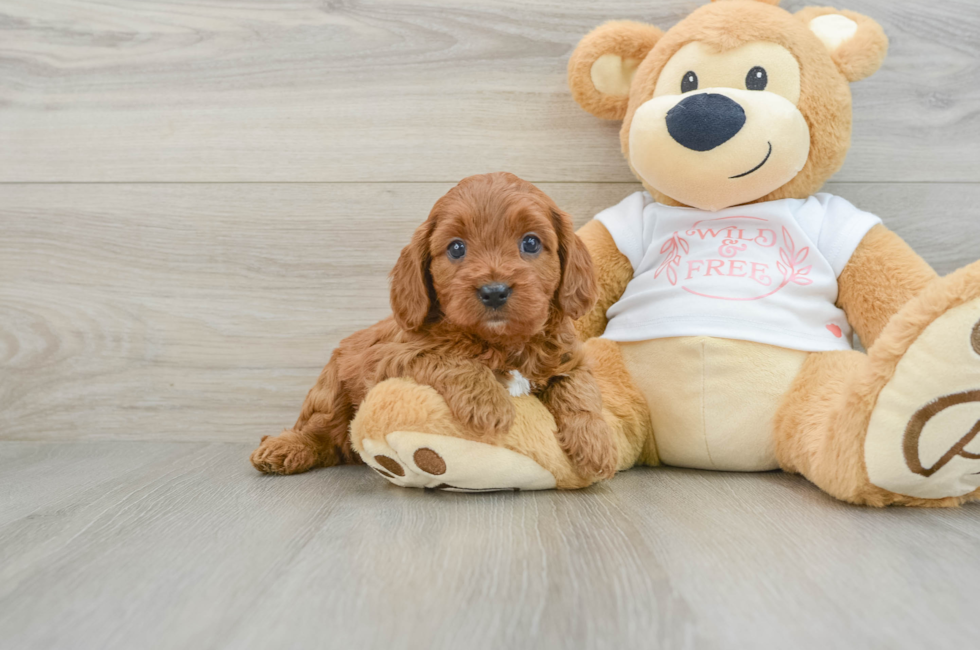 5 week old Cavapoo Puppy For Sale - Premier Pups