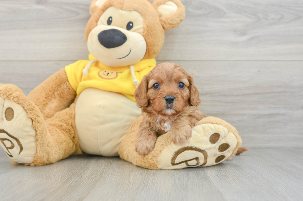 6 week old Cavapoo Puppy For Sale - Premier Pups