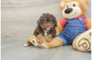 Energetic Cavoodle Poodle Mix Puppy