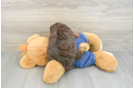 Best Cavapoo Baby