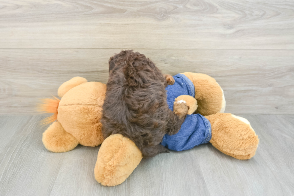 Best Cavapoo Baby