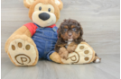 Cavapoo Puppy for Adoption