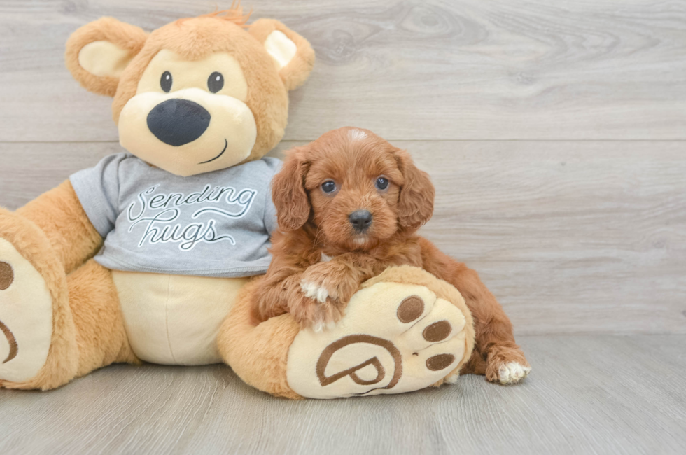 5 week old Cavapoo Puppy For Sale - Premier Pups