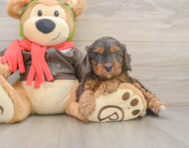7 week old Cavapoo Puppy For Sale - Premier Pups