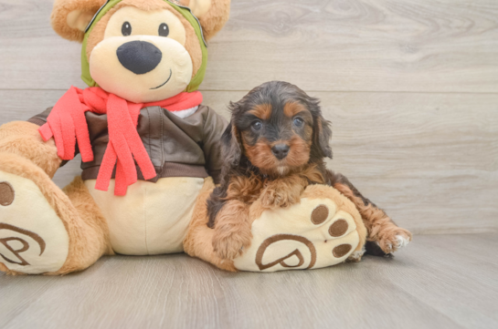 Cavapoo Pup Being Cute