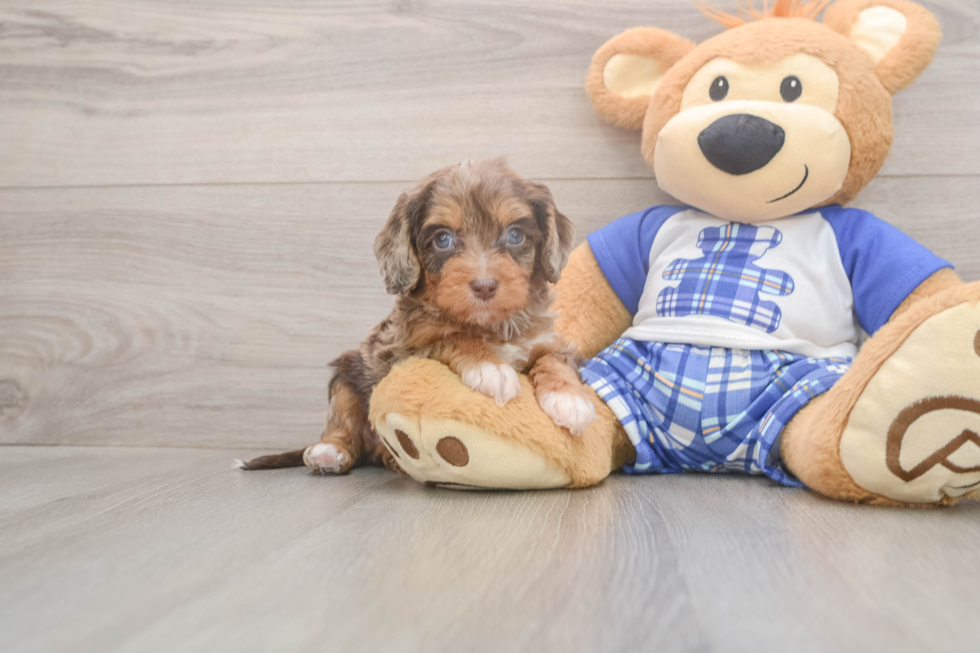 Meet Galena - our Cavapoo Puppy Photo  1/3 - Premier Pups Best Cavapoo Baby