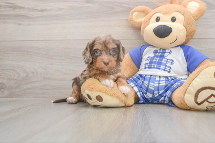 Meet Galena - our Cavapoo Puppy Photo  1/3 - Premier Pups Best Cavapoo Baby