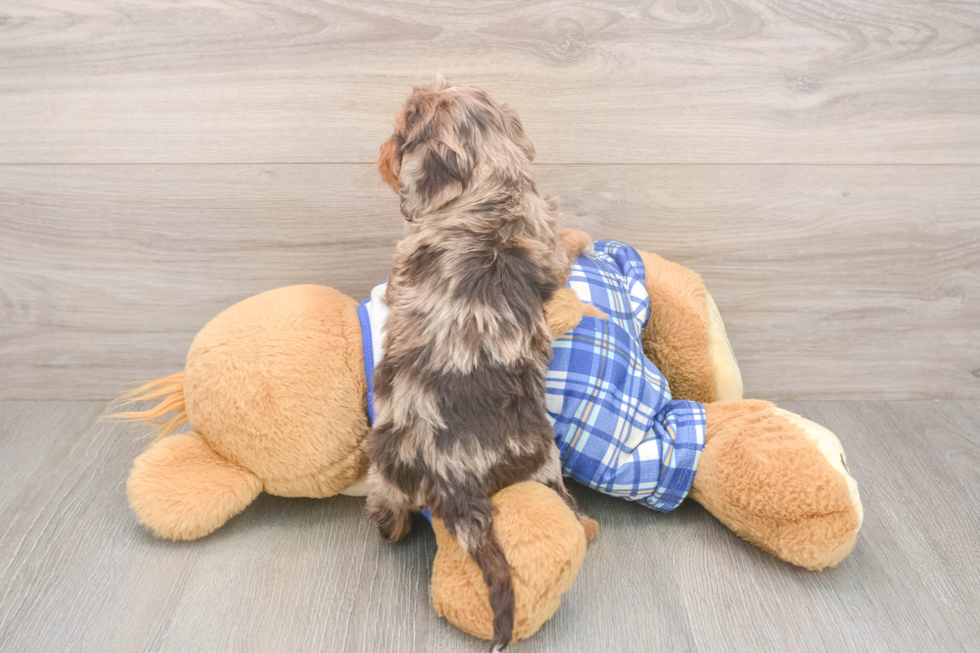 Meet Galena - our Cavapoo Puppy Photo  3/3 - Premier Pups Cavapoo Puppy for Adoption