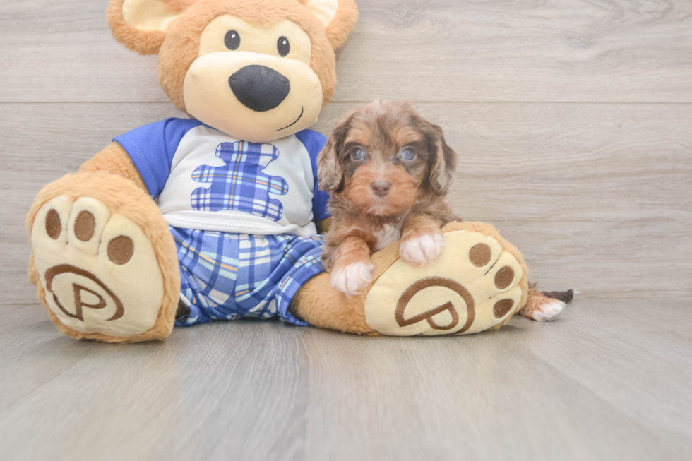 Meet Galena - our Cavapoo Puppy Photo  2/3 - Premier Pups Cavapoo Pup Being Cute