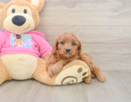 8 week old Cavapoo Puppy For Sale - Premier Pups