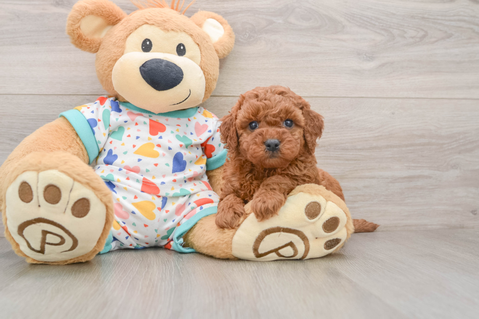 Funny Cavapoo Poodle Mix Pup