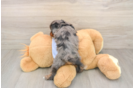 Best Cavapoo Baby