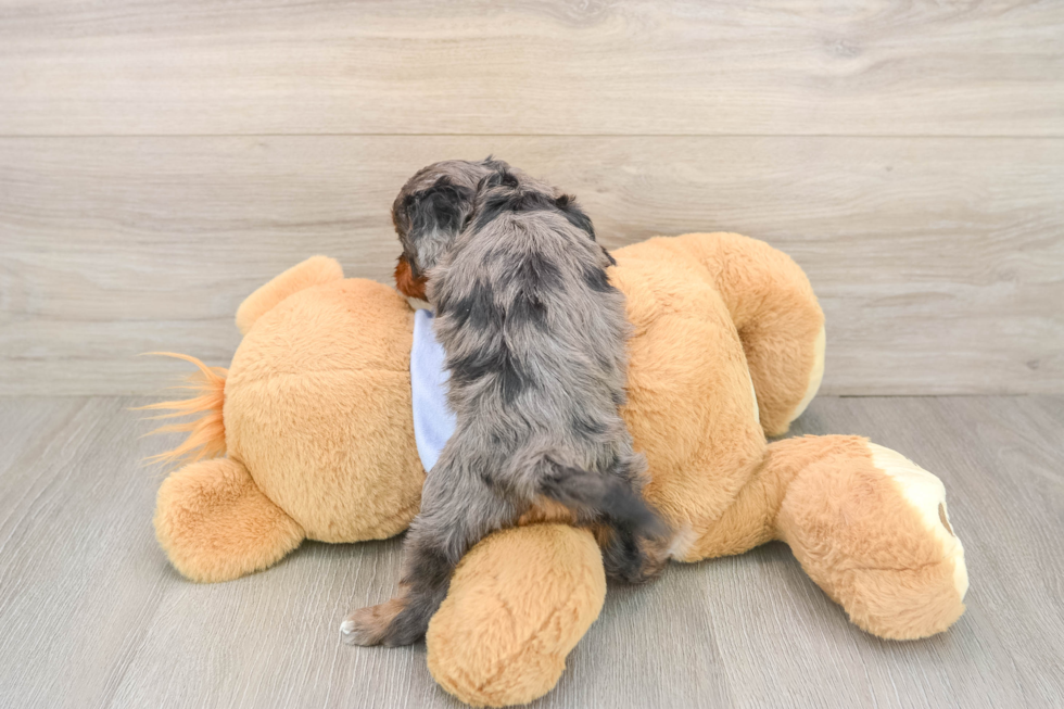 Best Cavapoo Baby