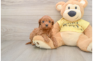 Little Cavipoo Poodle Mix Puppy