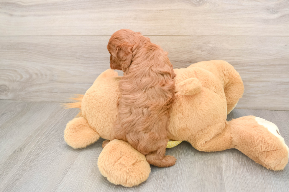 Energetic Cavoodle Poodle Mix Puppy