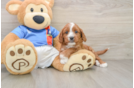 Cavapoo Pup Being Cute