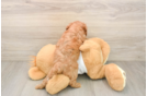 Best Cavapoo Baby