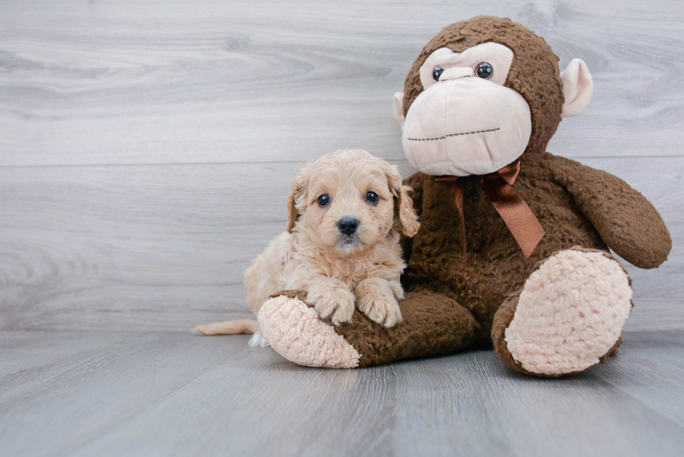 Best Cavapoo Baby