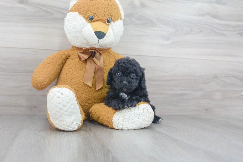 Cavapoo Puppy for Adoption