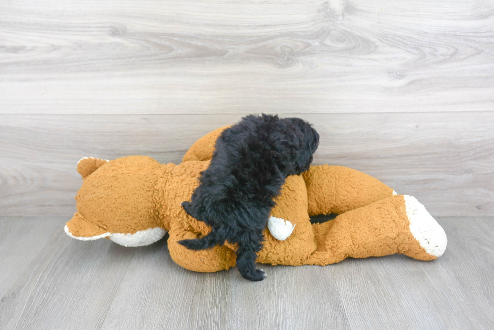 Cavapoo Pup Being Cute