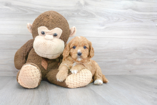 Sweet Cavapoo Baby