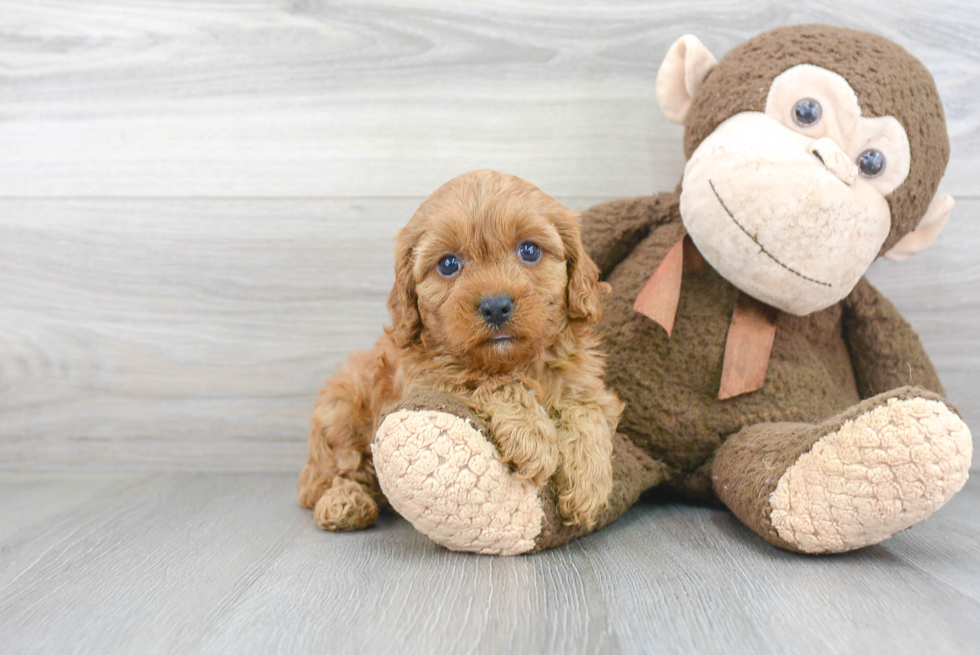 Small Cavapoo Baby