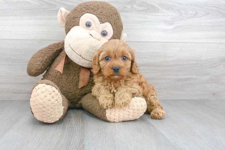 Cavapoo Pup Being Cute