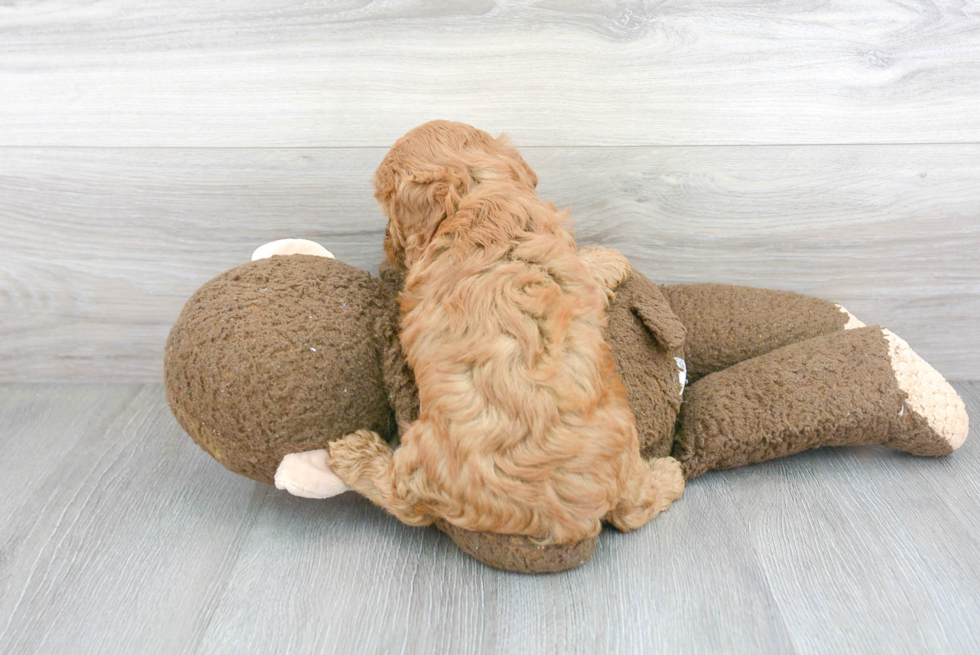 Playful Cavoodle Poodle Mix Puppy