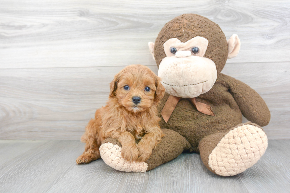 Best Cavapoo Baby