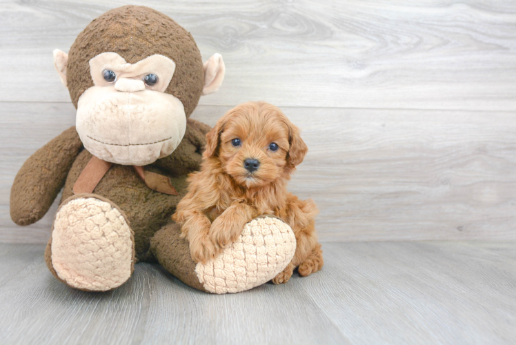 Playful Cavoodle Poodle Mix Puppy