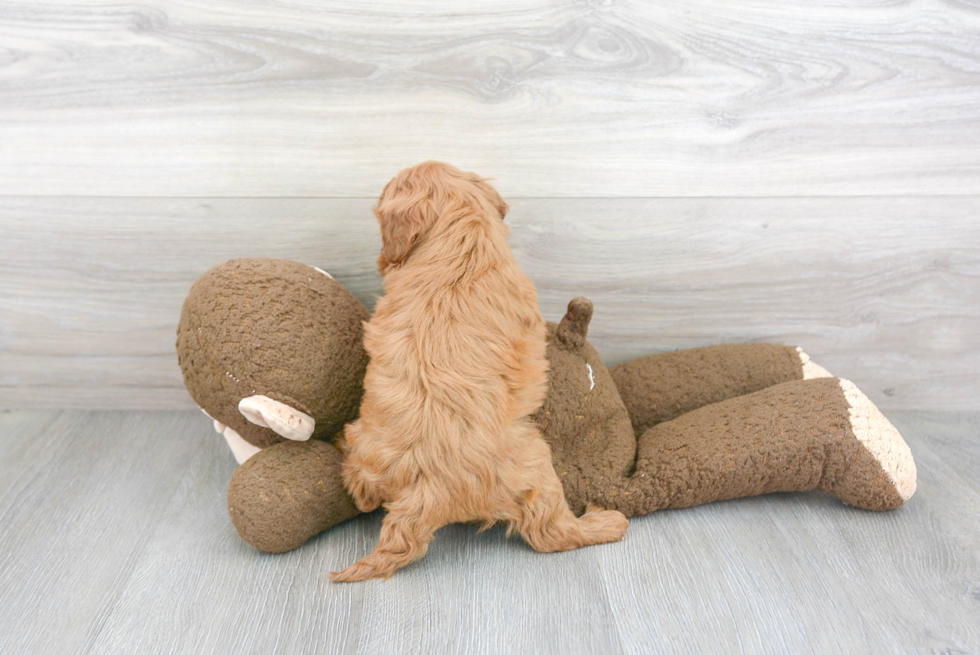 Funny Cavapoo Poodle Mix Pup