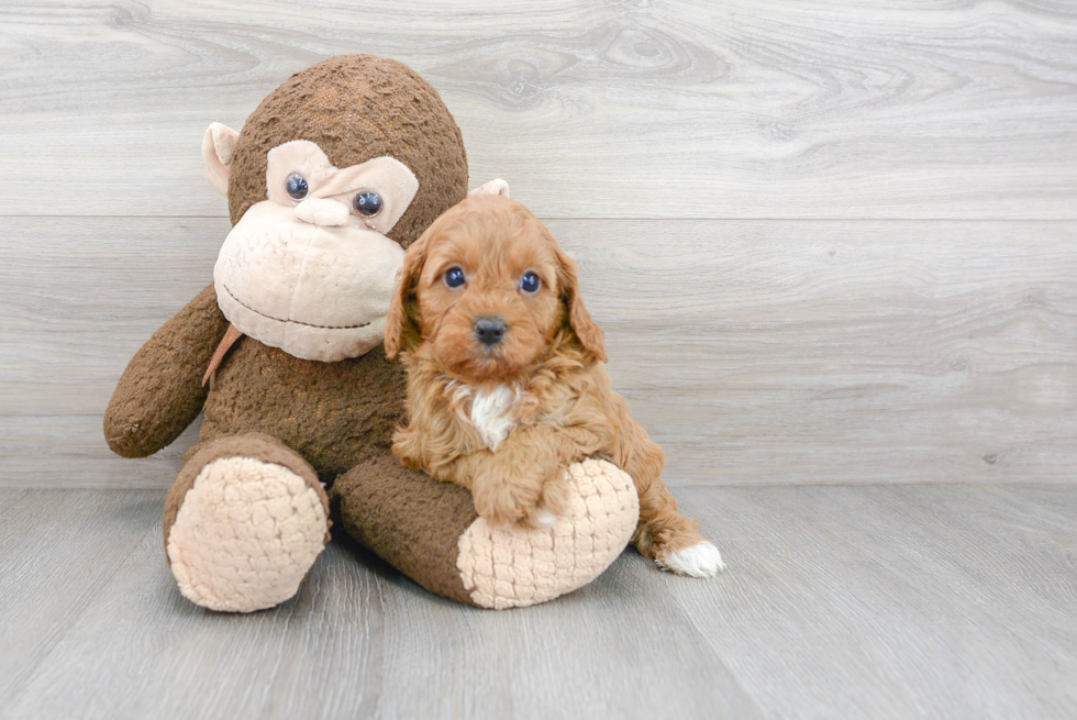 Cavapoo Pup Being Cute