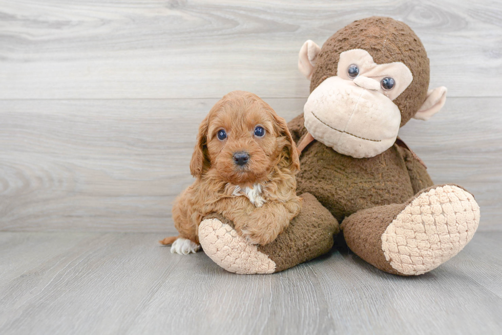 Playful Cavoodle Poodle Mix Puppy