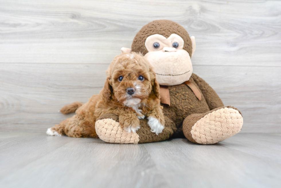 Cavapoo Pup Being Cute