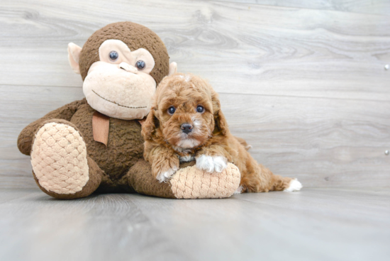 Cavapoo Puppy for Adoption