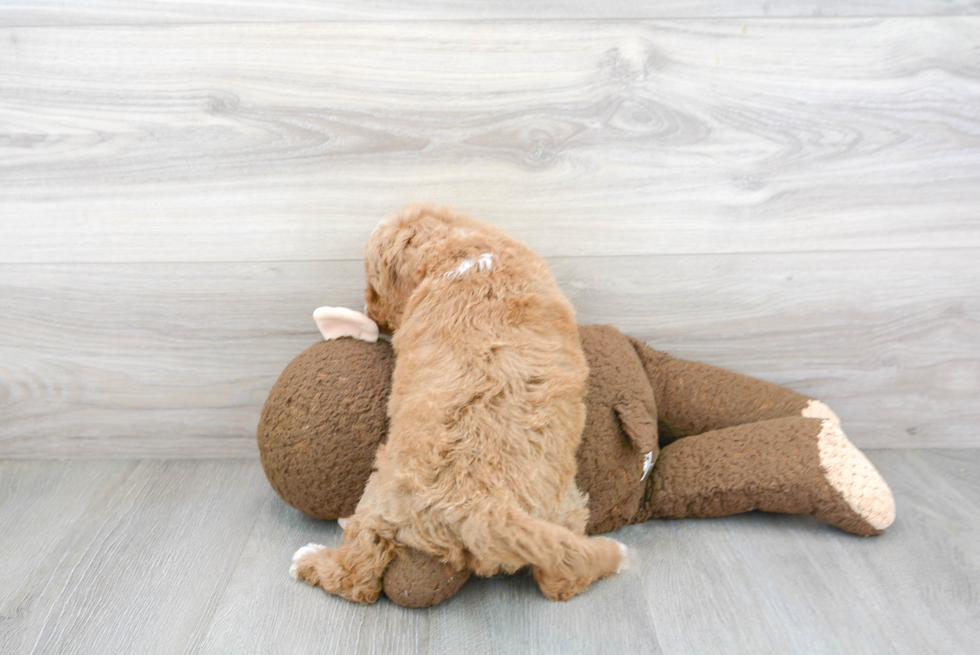 Little Cavoodle Poodle Mix Puppy