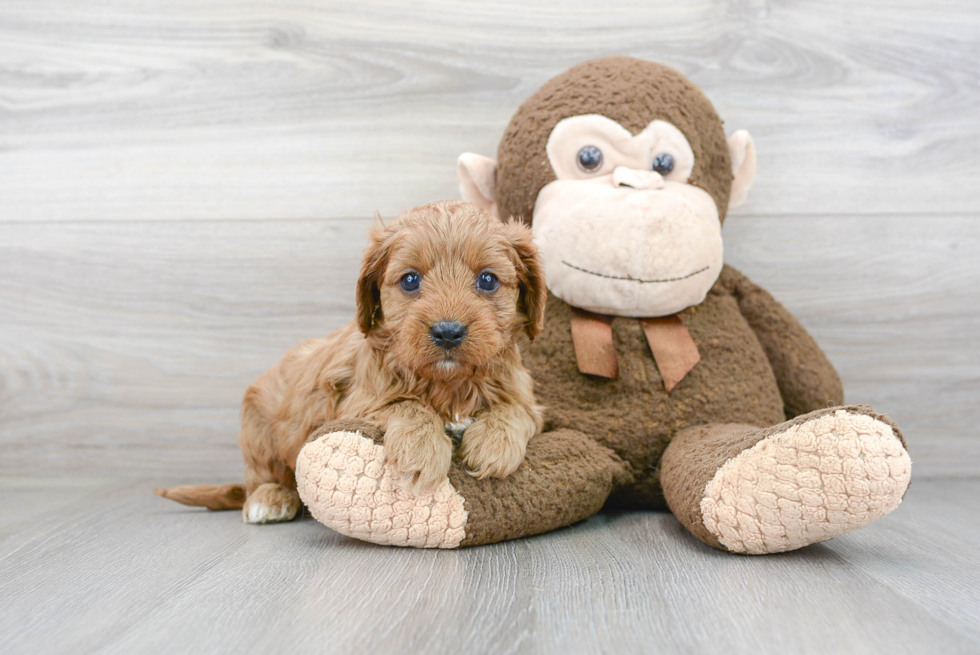 Best Cavapoo Baby