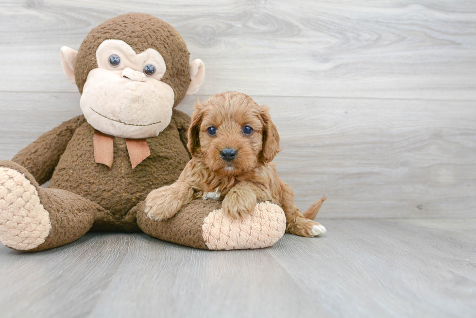 Best Cavapoo Baby