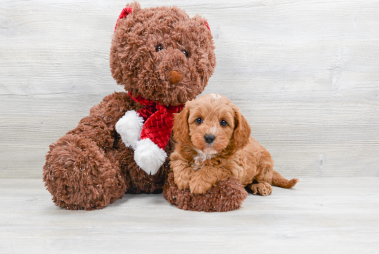 Cavapoo Puppy for Adoption