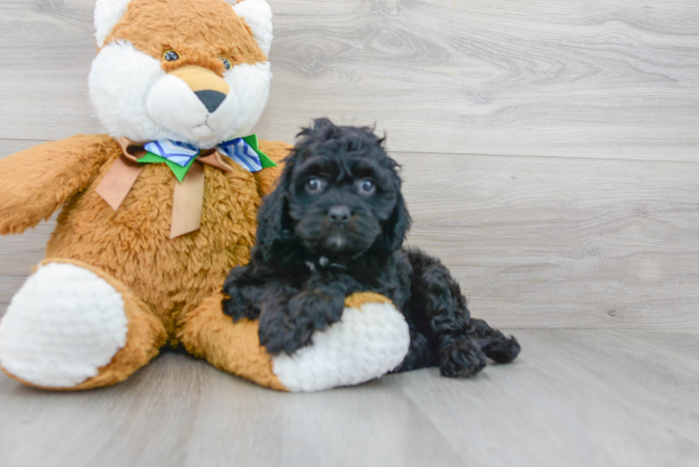 Cavapoo Pup Being Cute