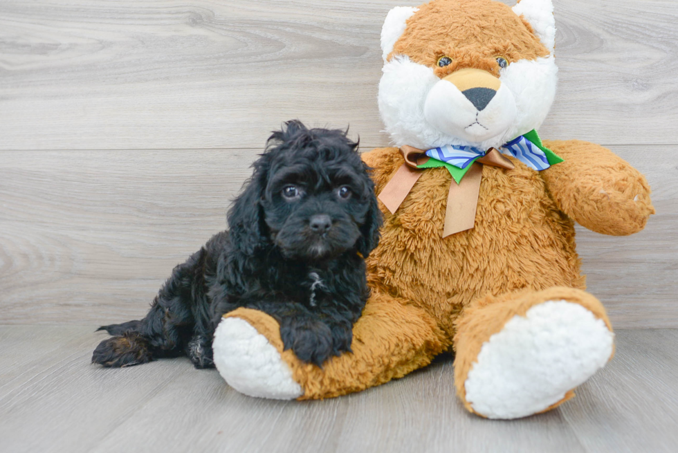 Cavapoo Puppy for Adoption