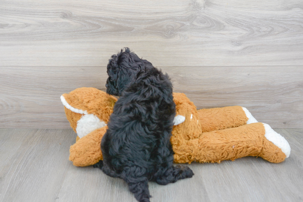 Best Cavapoo Baby