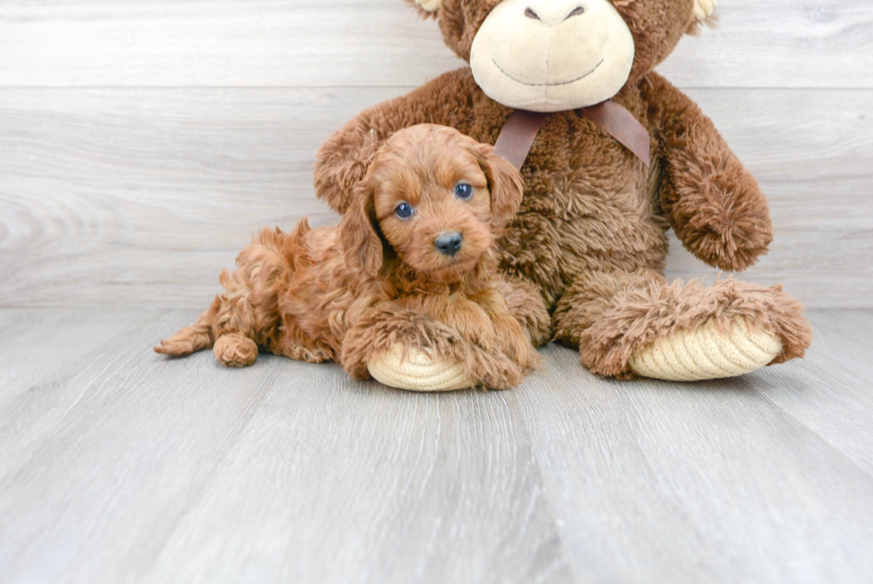 Cavapoo Puppy for Adoption