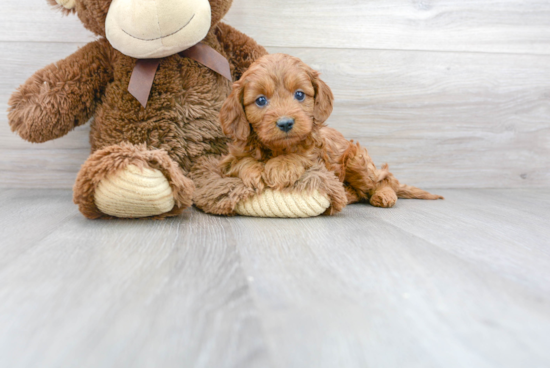 Best Cavapoo Baby