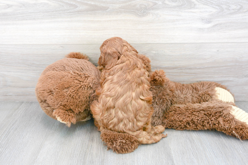 Cavapoo Pup Being Cute