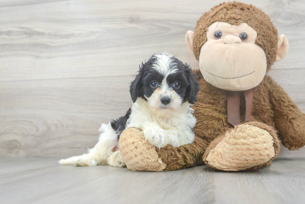 Playful Cavoodle Poodle Mix Puppy