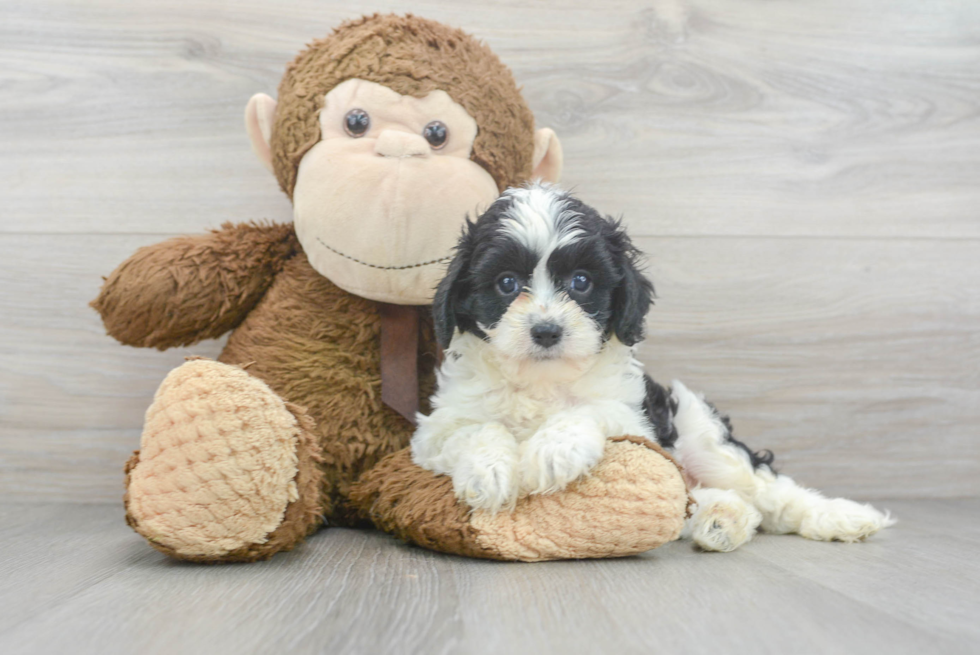 Cute Cavapoo Baby