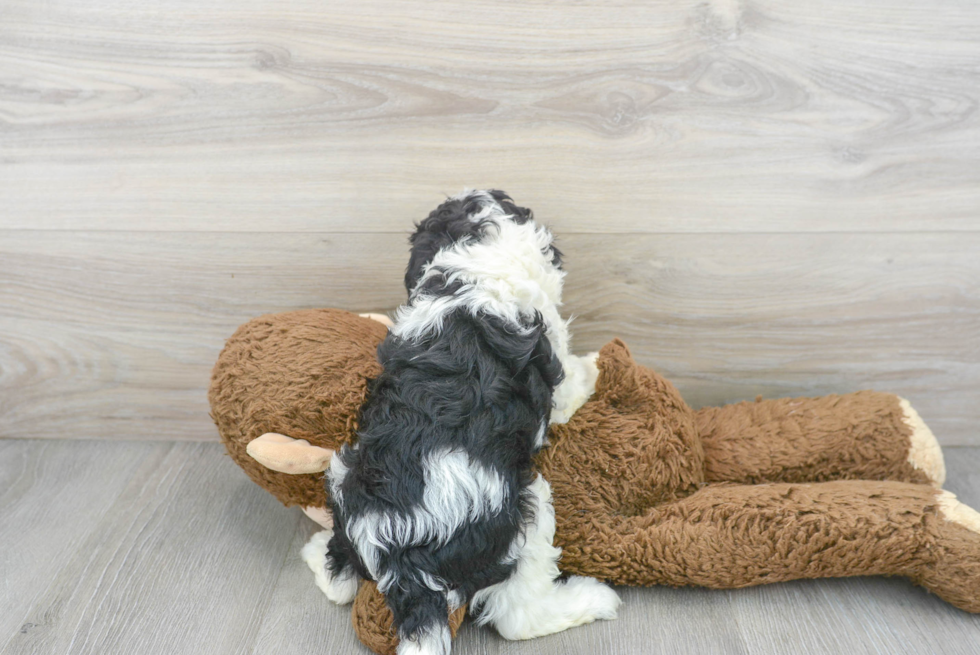 Funny Cavapoo Poodle Mix Pup