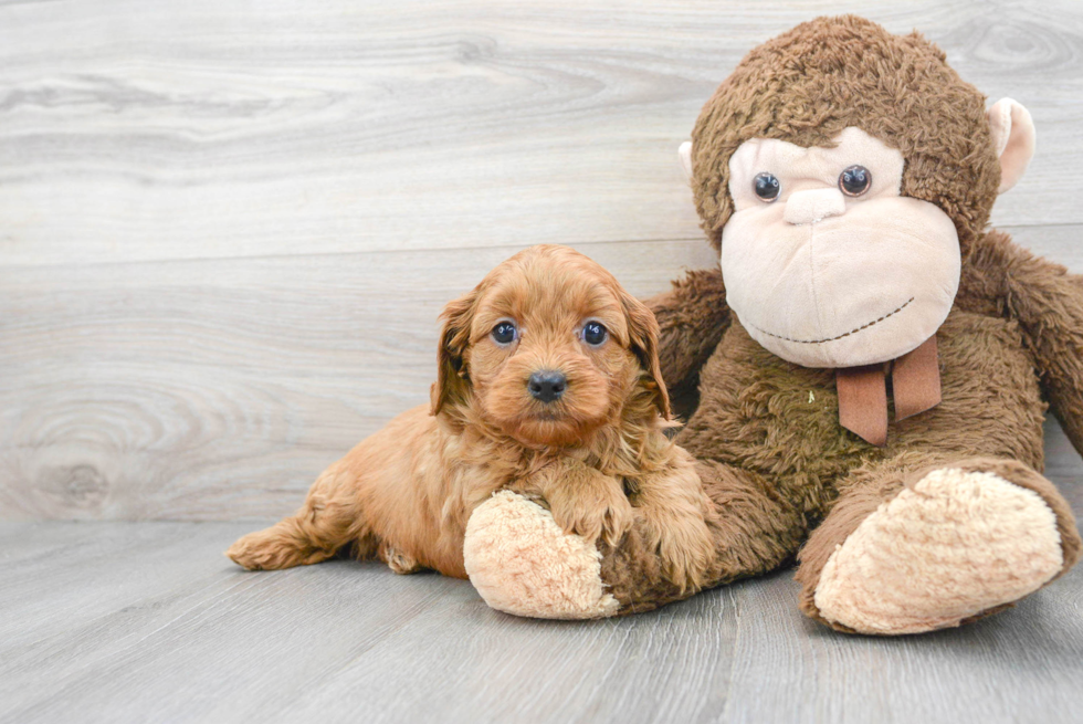 Cavapoo Puppy for Adoption